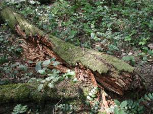 Rotting log (coarse woody debris) on forest floor