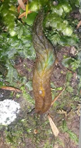 Leafvein slug