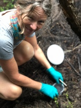 Jacqueline Beggs baiting traps with poo to catch dung beetles